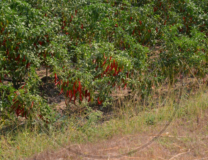 Red Chilli Plantation