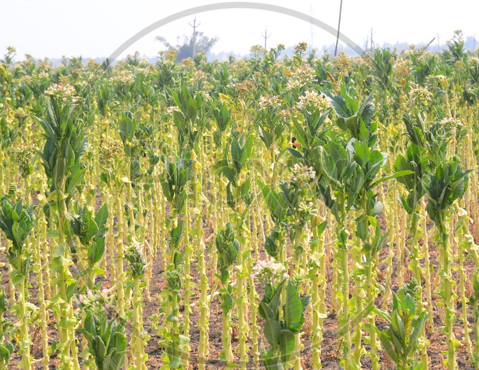 Tobacco Flowers/Plantation/Agriculture