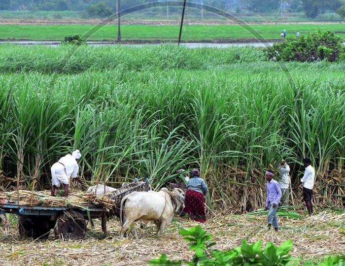 Sugarcane Harvest- People at work - Agriculture