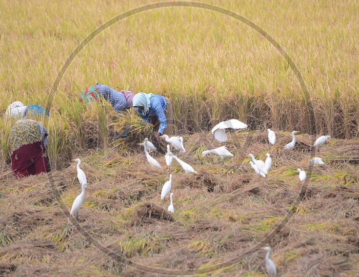 Paddy Fields - Women at Agriculture Work accompanied by White Cranes