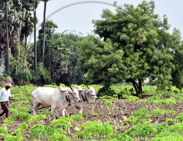 Image of Farmer Plowing the fields with the help of Cows Agriculture