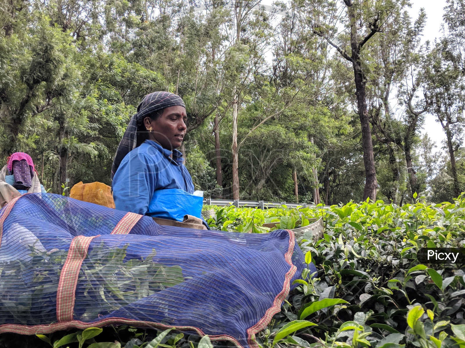 Female Worker at Valaparai Tea Plantations