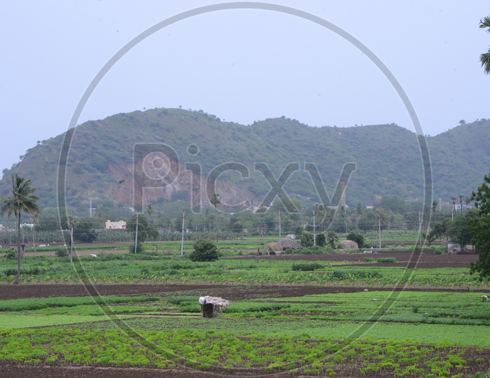 Agriculture Fields