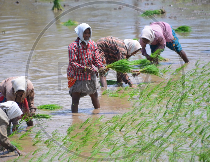 Agriculture Paddy Fields - Women at Work
