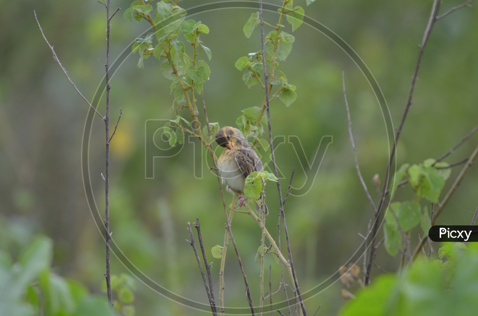 Warbler/ Willow Warbler /  Garden Warbler