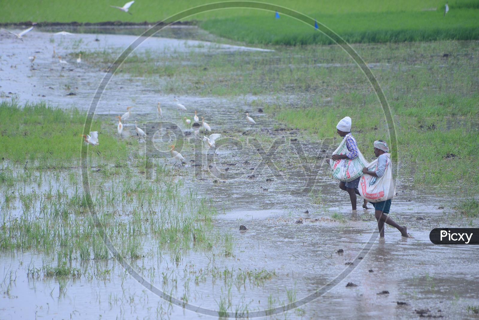 Farmers busy in Cultivation