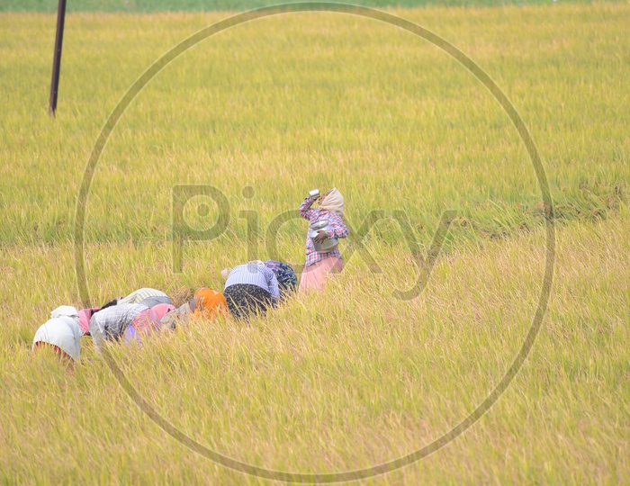 Paddy Fields - Women at Agriculture Work