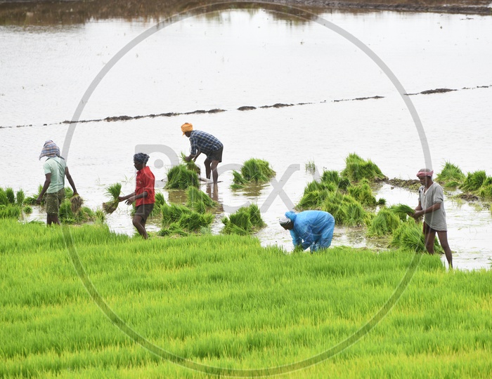 Agriculture Paddy Fields - Men at Work