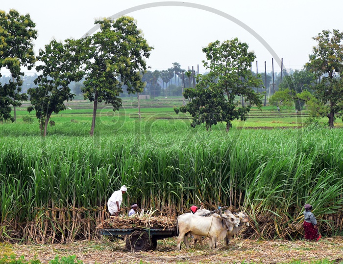 Sugarcane Harvest- People at work - Agriculture