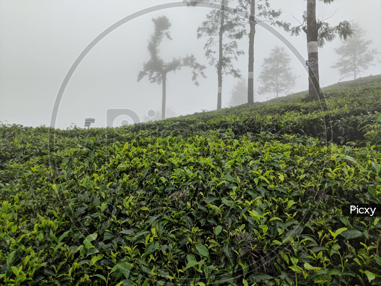 Valaparai Tea Plantations
