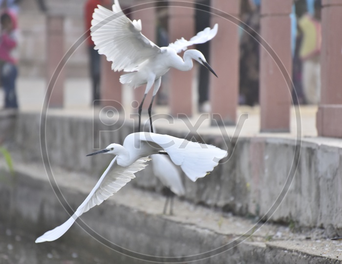 Flying White Crane at Pushkar