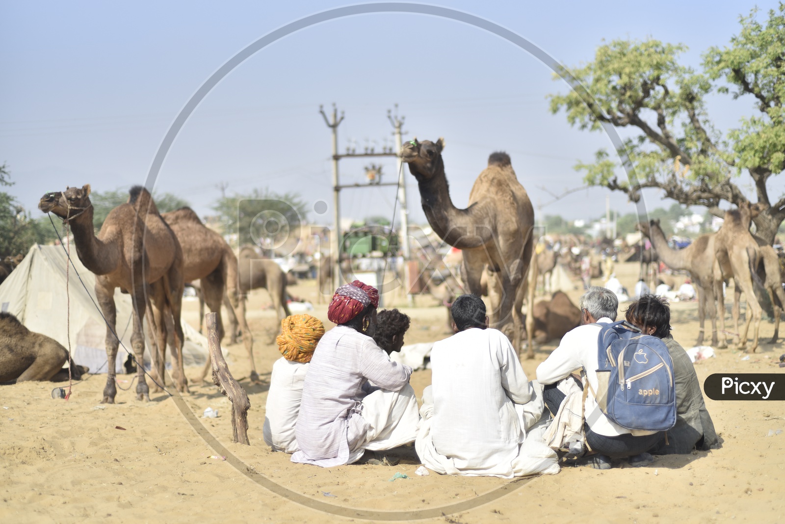 Pushkar Cattle Fair, Rajasthan