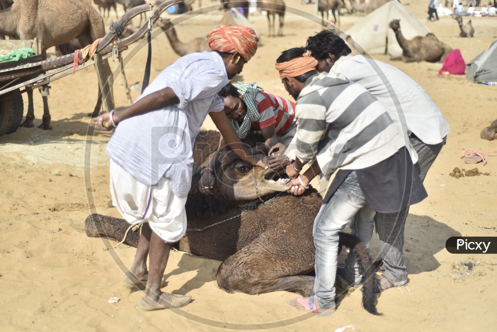 Pushkar Camel Fair