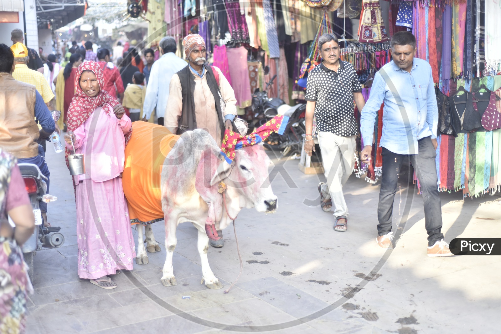 A family surviving by begging with a cow at Pushkar