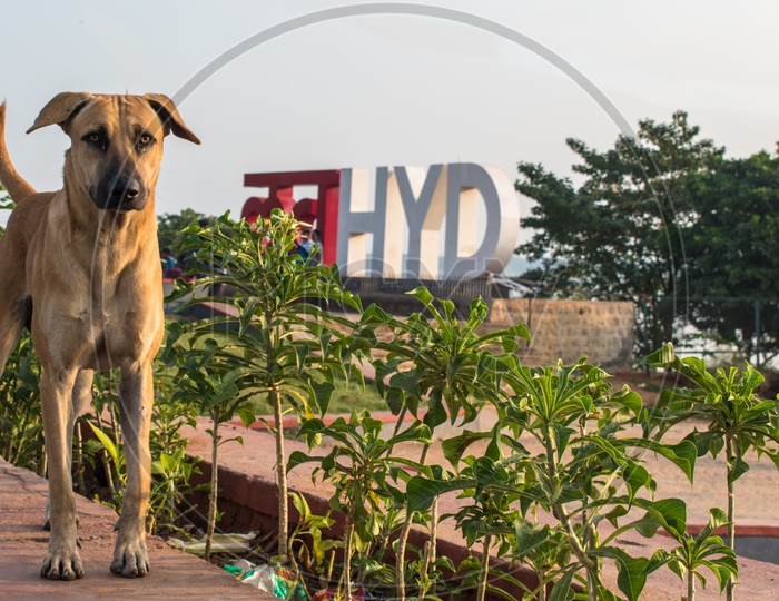 A stray dog at Love Hyderabad Sculpture