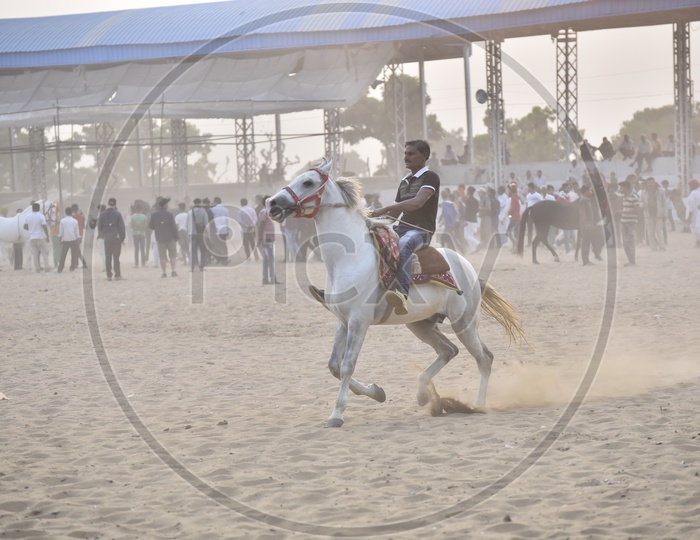 Horse Race at Pushkar Camel Fair