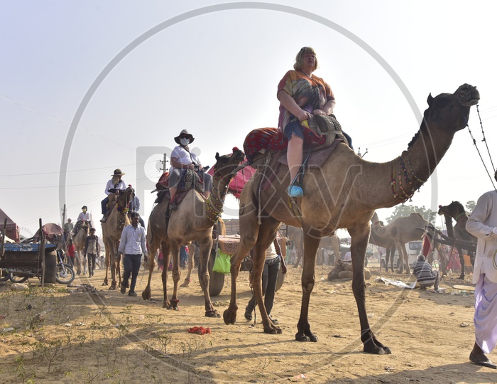 Visitors Riding Camels at Pushkar Camel Fair, 2018
