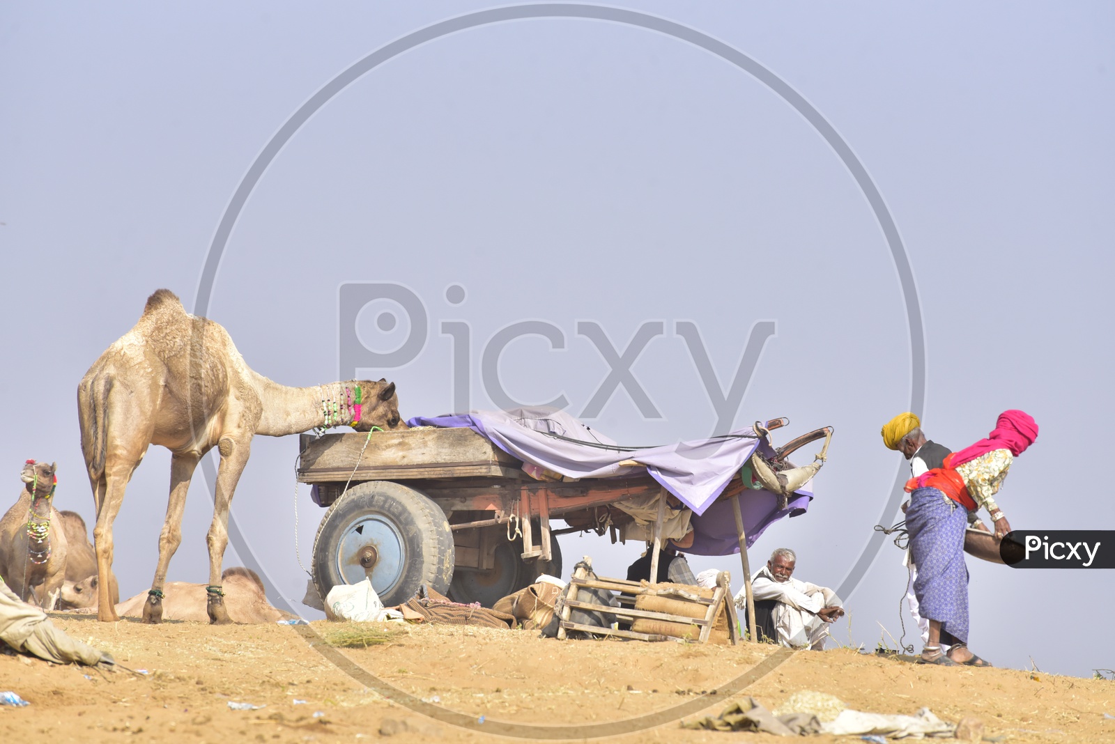 Pushkar Camel Fair, 2018