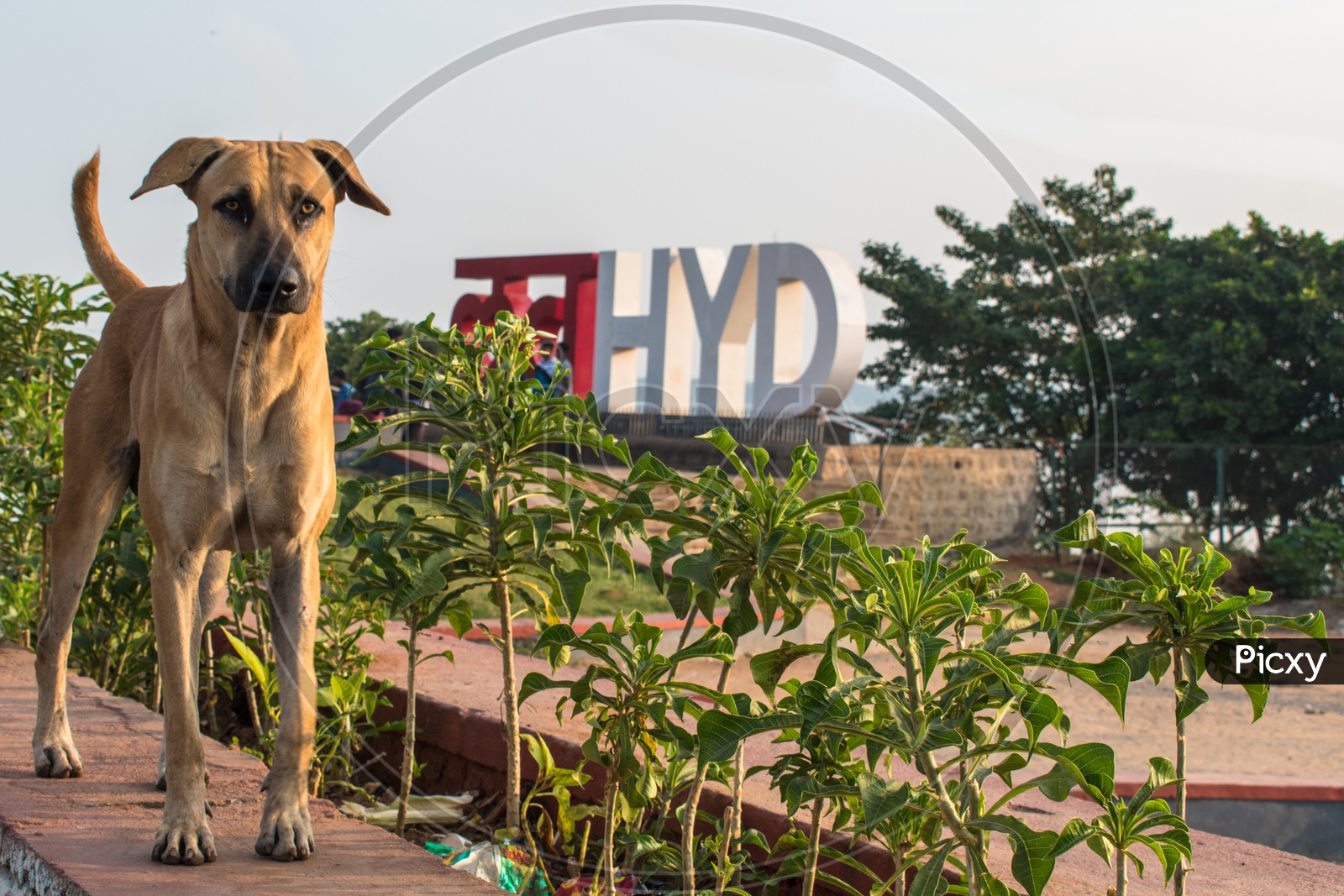 A stray dog at Love Hyderabad Sculpture