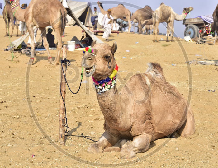 Pushkar Camel Fair, Rajasthan