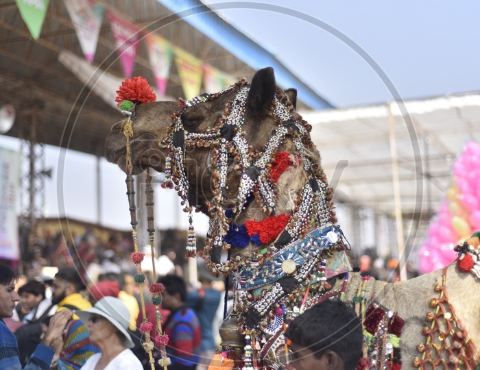 Pushkar Camel Fair 2018