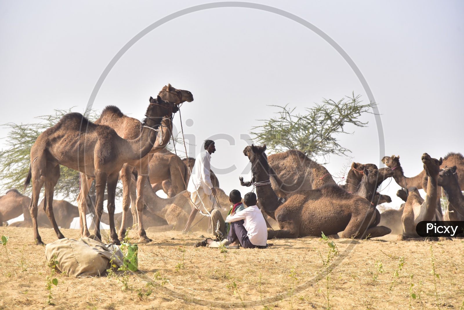 Pushkar Camel Fair, Rajasthan