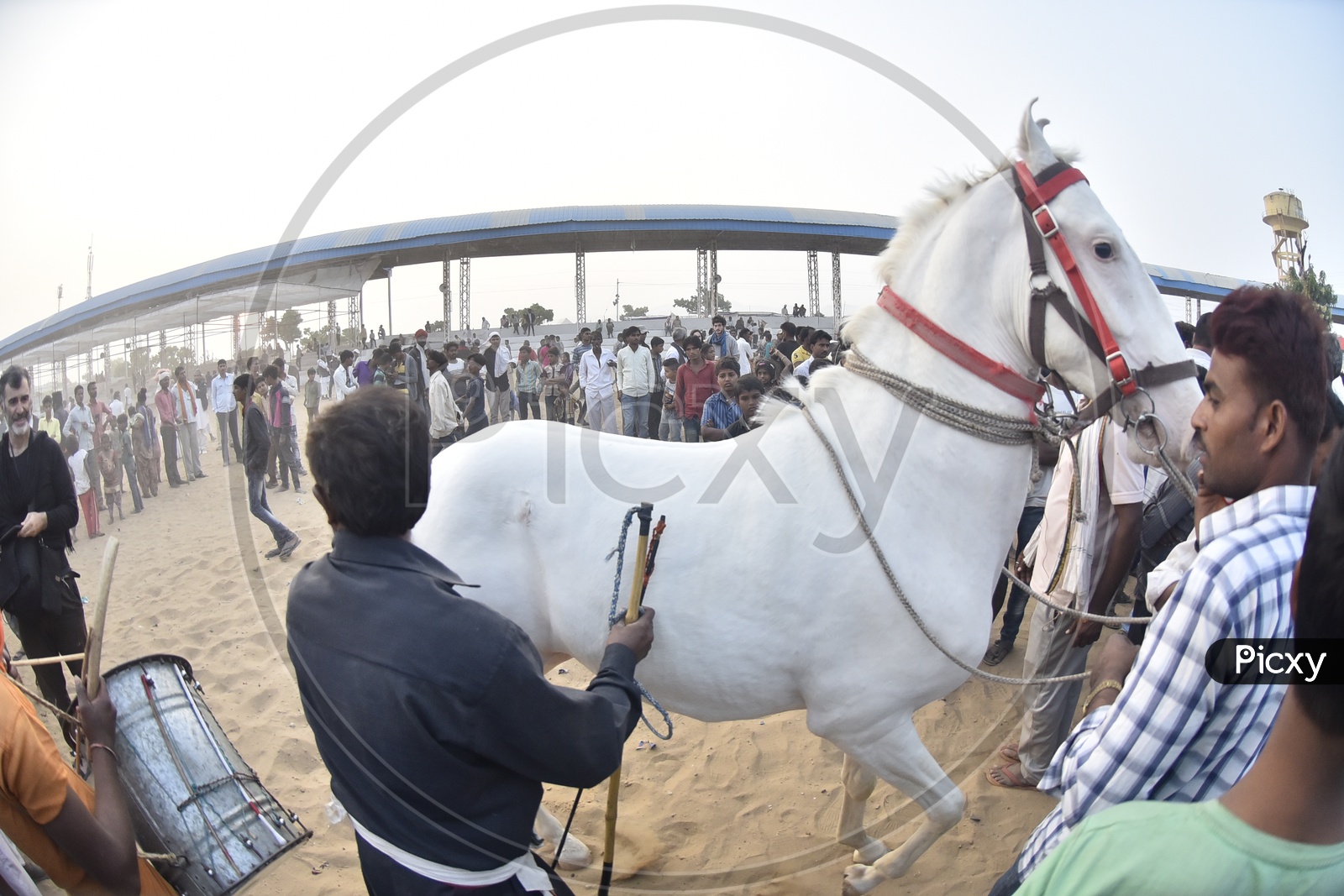 Horse Race at Pushkar Camel Fair