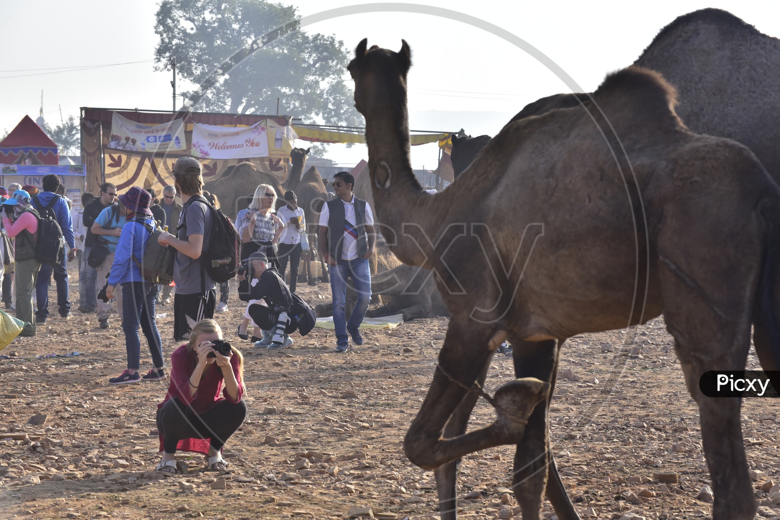 Foreign Tourist Photographer Taking Photo of Camel at Pushkar Camel Fair