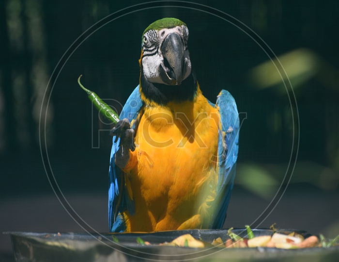 Parrot in Delhi Zoo