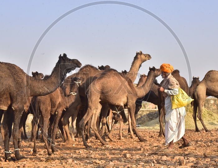 Rajasthani Man with Camels at Pushkar Camel Fair, 2018