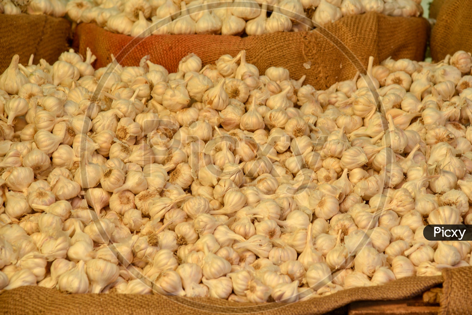 Garlic at Local Vegetable Market/Rythu Bazar