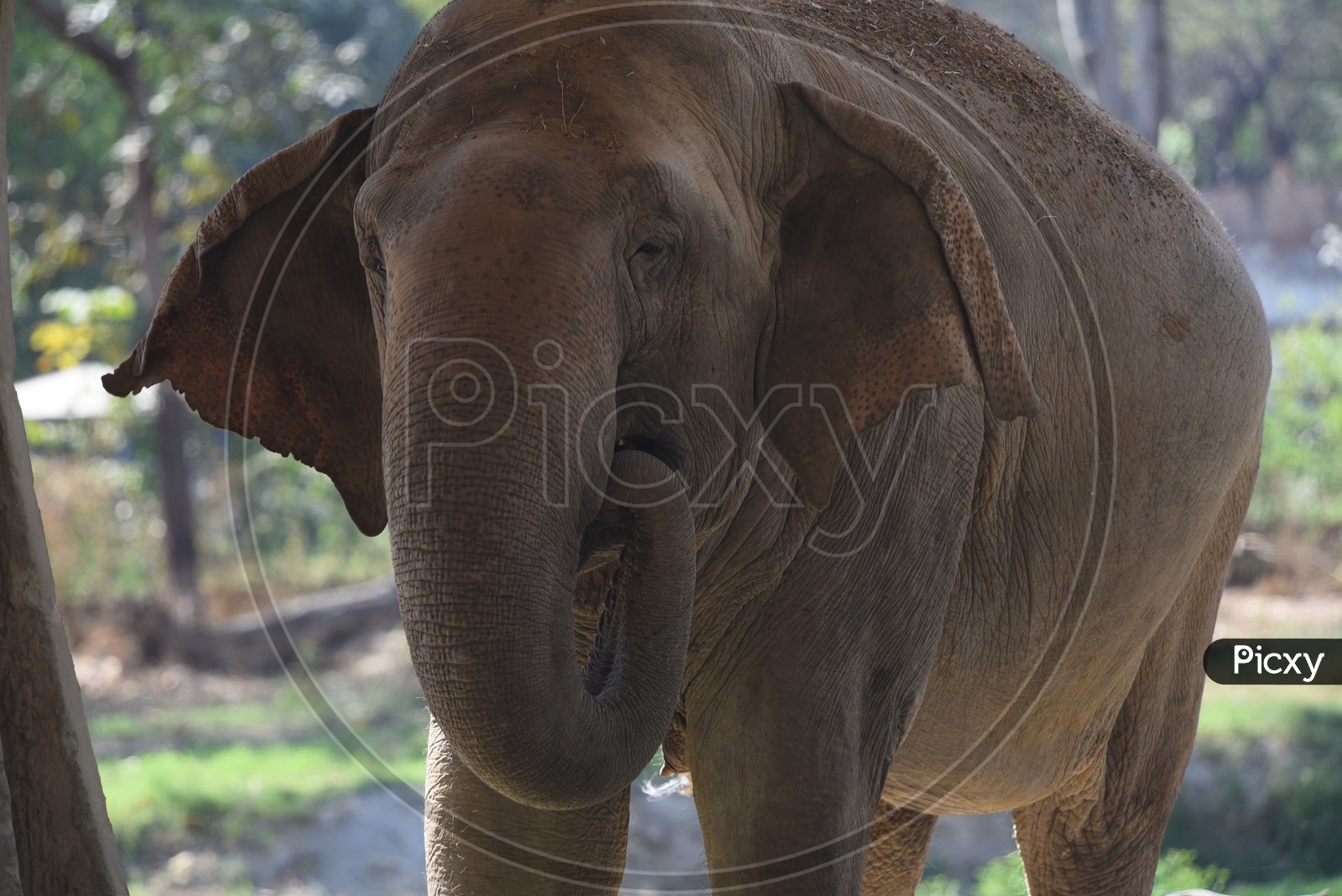 Elephant in Delhi Zoo