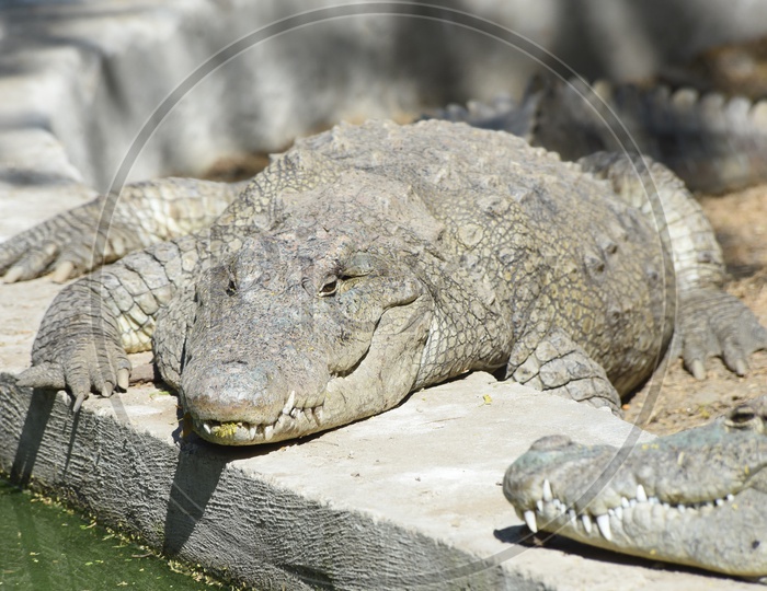 Crocodile in Delhi Zoo