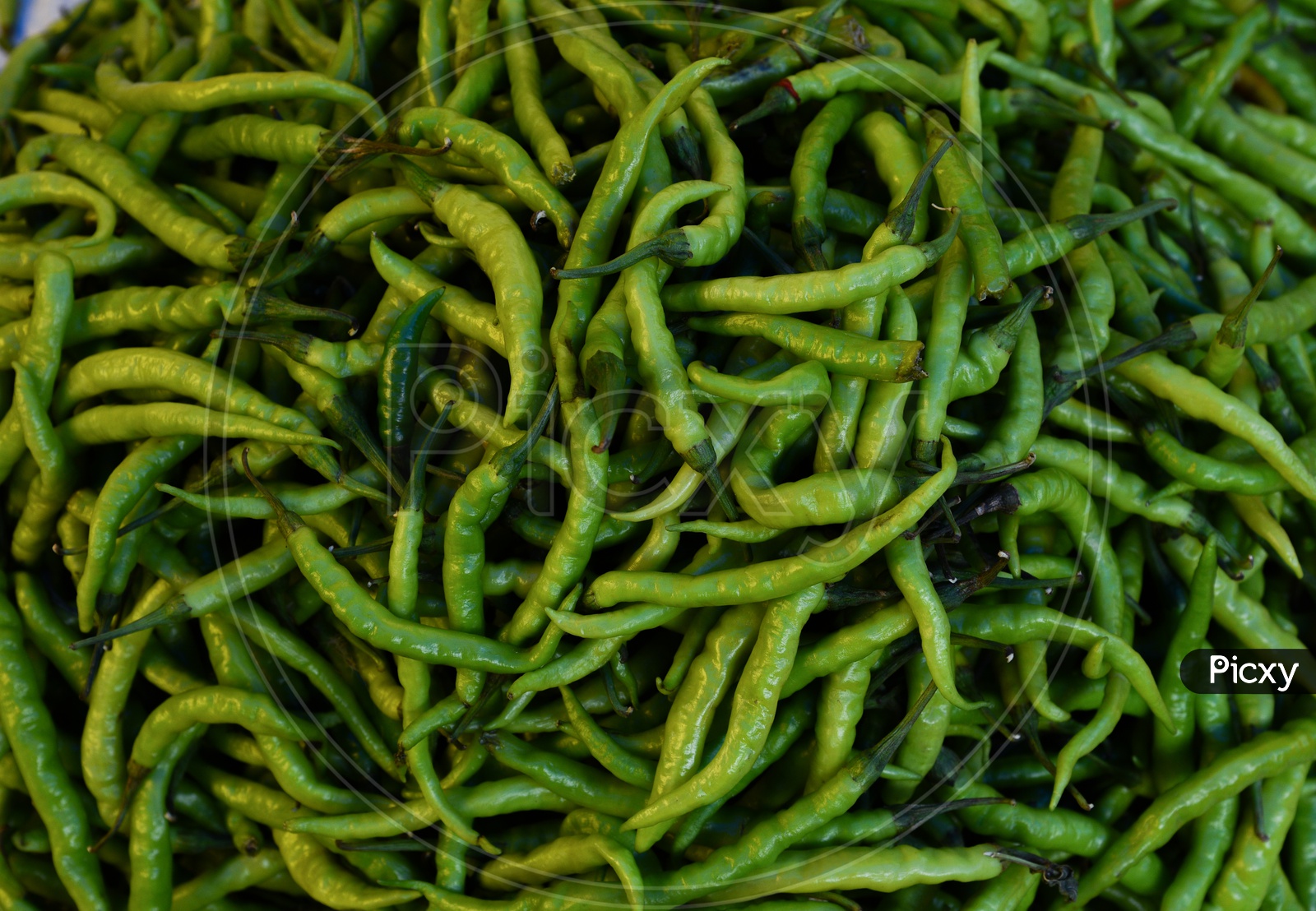 Vegetables - Green Chilli at Local Market/Rythu Bazar