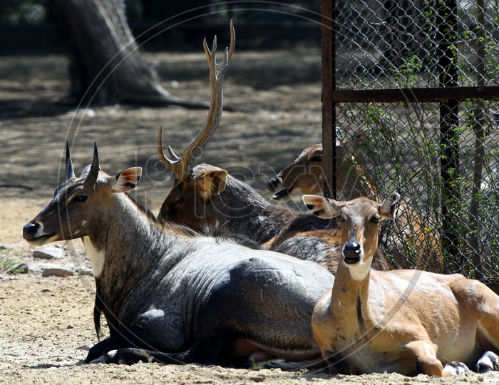 Herd of Deer in Delhi Zoo