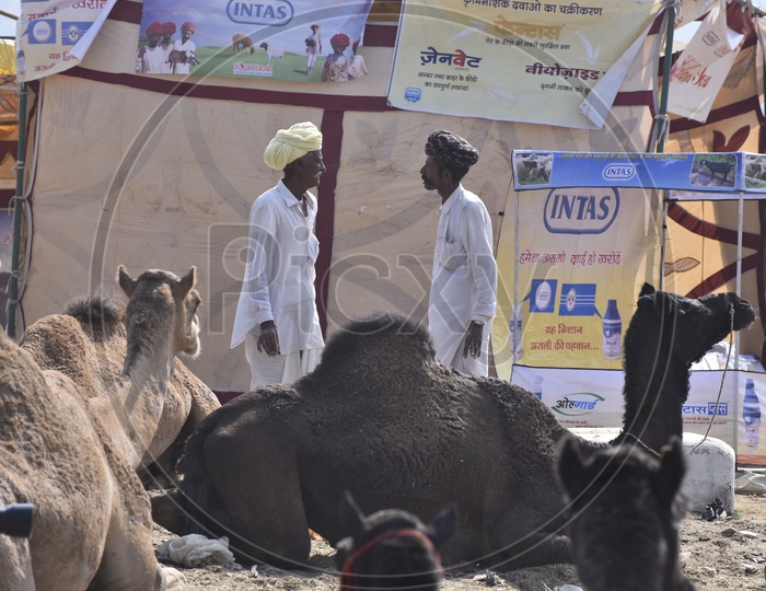 Pushkar Camel Fair,Rajasthan