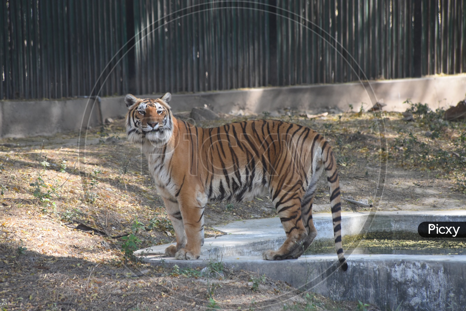Bengal Tiger in Delhi Zoo