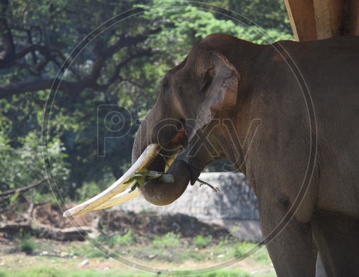 Elephant in Delhi Zoo