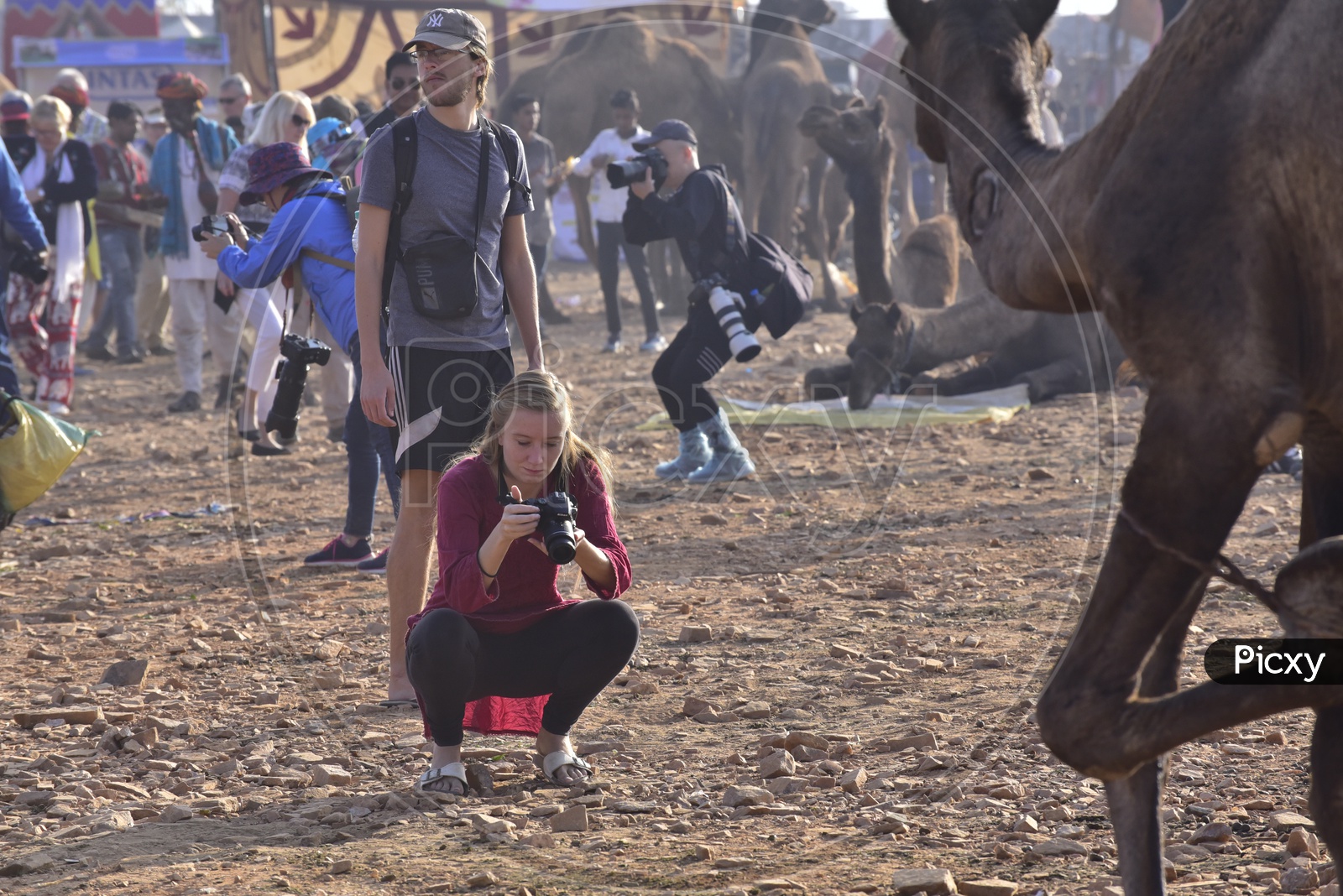 Foreign Tourist Taking Photo of Camels at Pushkar Camel Fair