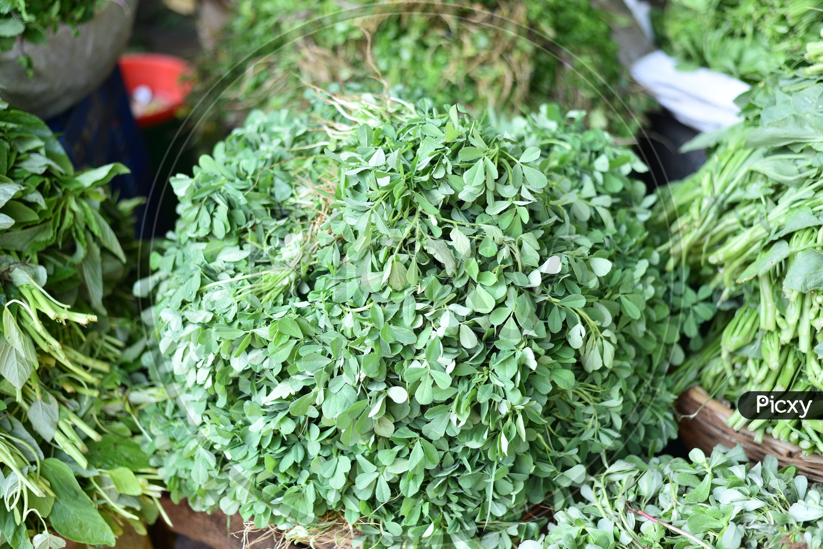 Fresh Methi Leaves at Local Vegetable Market/Rythu Bazar