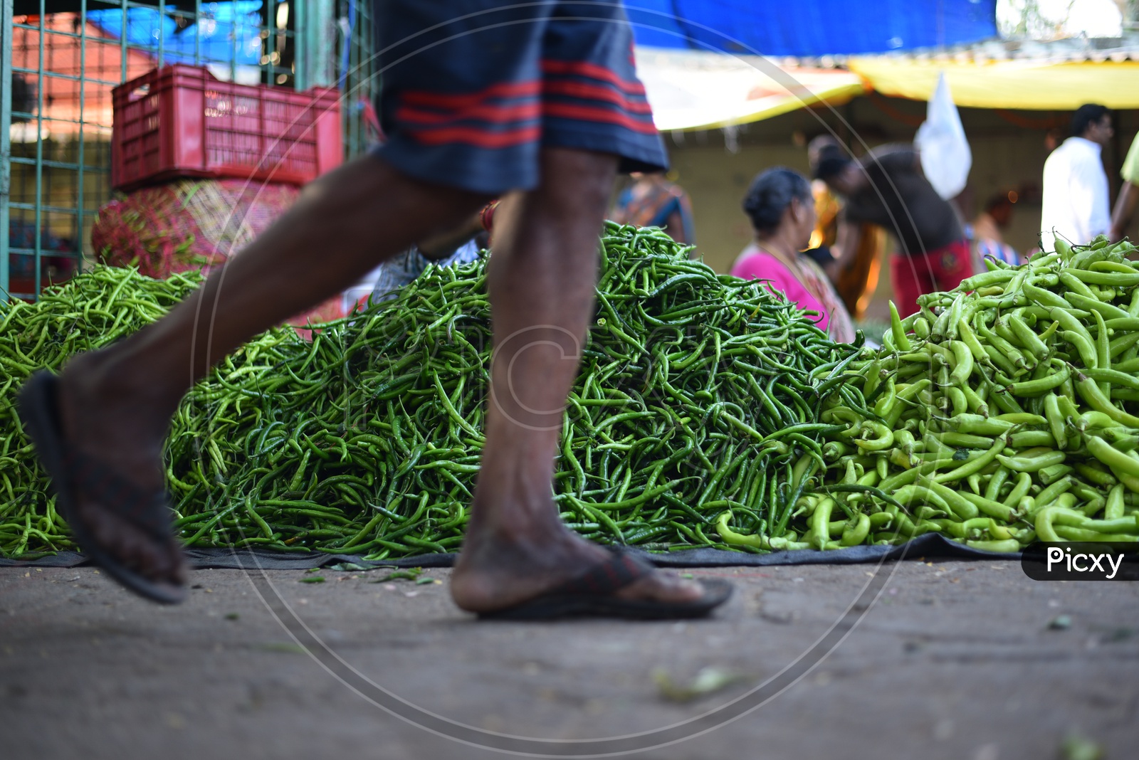 Green chilli at Local Vegetable Market/Rythu Bazar