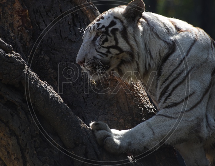 White Bengal Tiger in Delhi Zoo