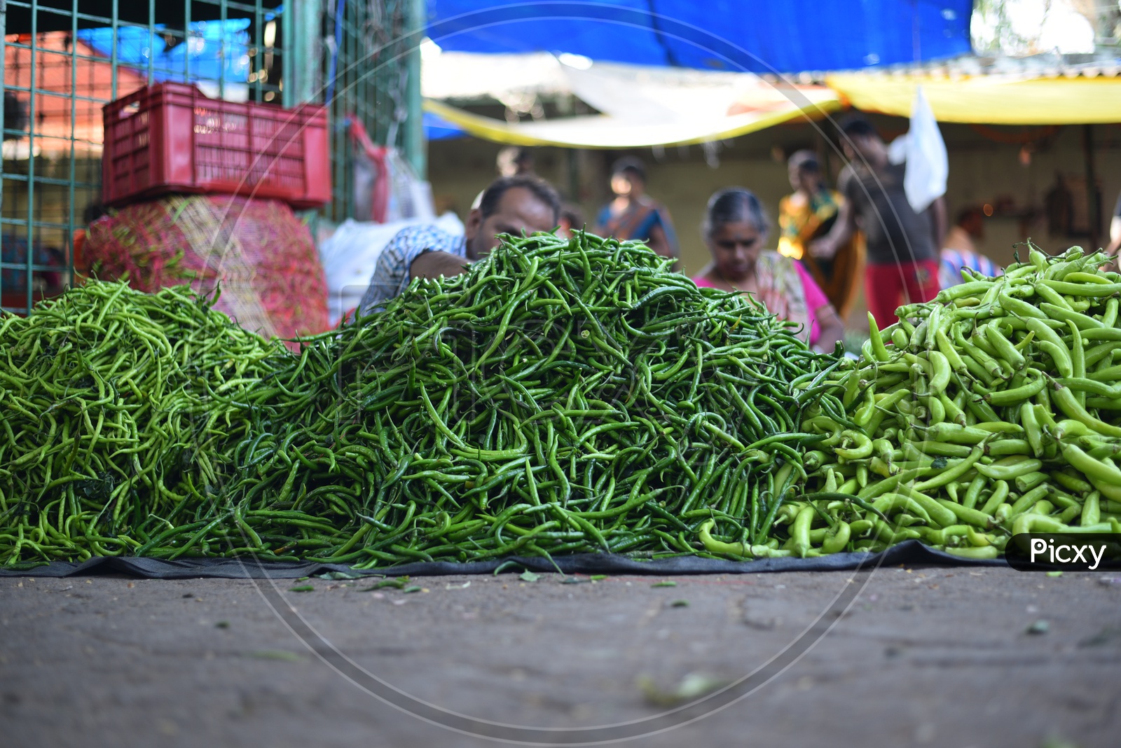 Pile of Green Chillis at Local Vegetable Market/Rythu Bazar