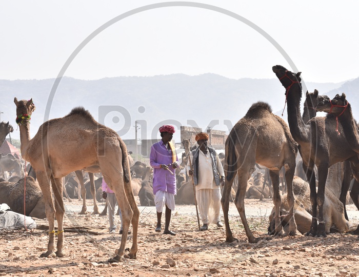 Rajasthani Men with Camels at Pushkar Camel Fair, 2018