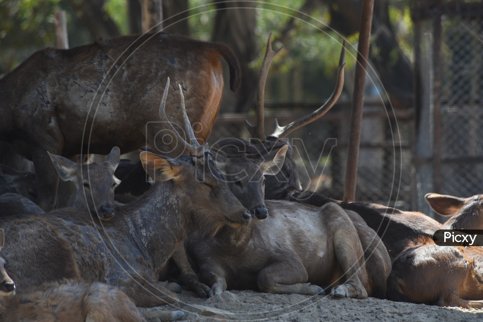 Herd of Deer in Delhi Zoo