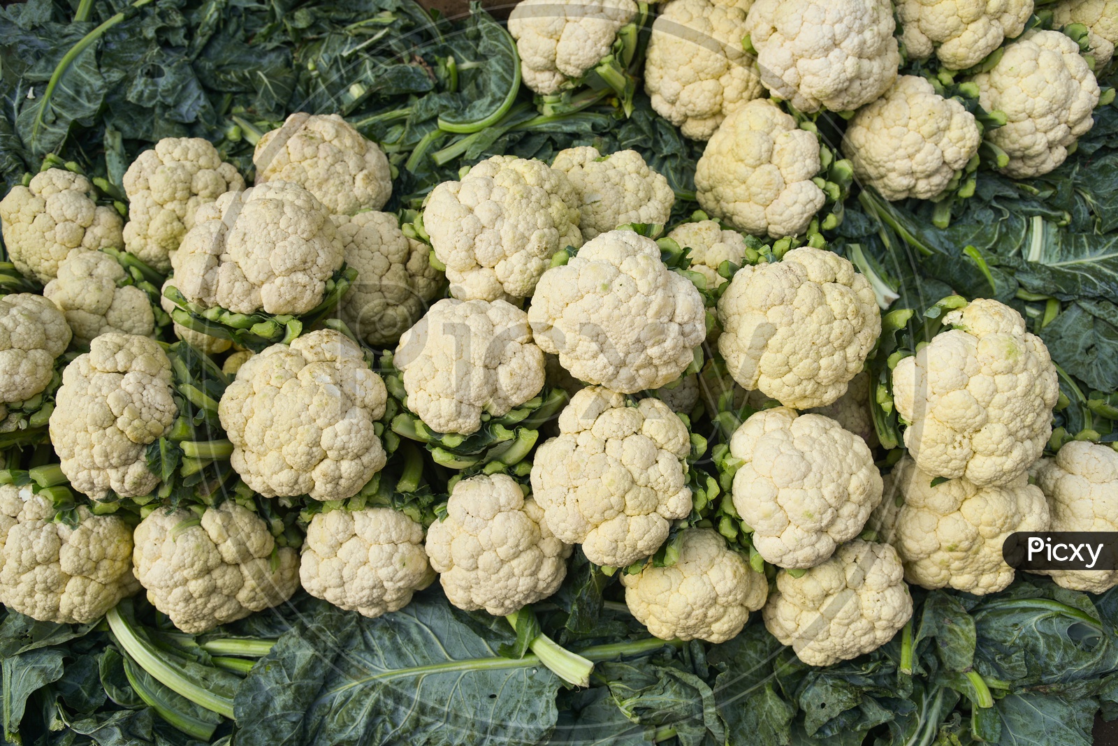 Cauliflower at Local Vegetable Market/Rythu Bazar