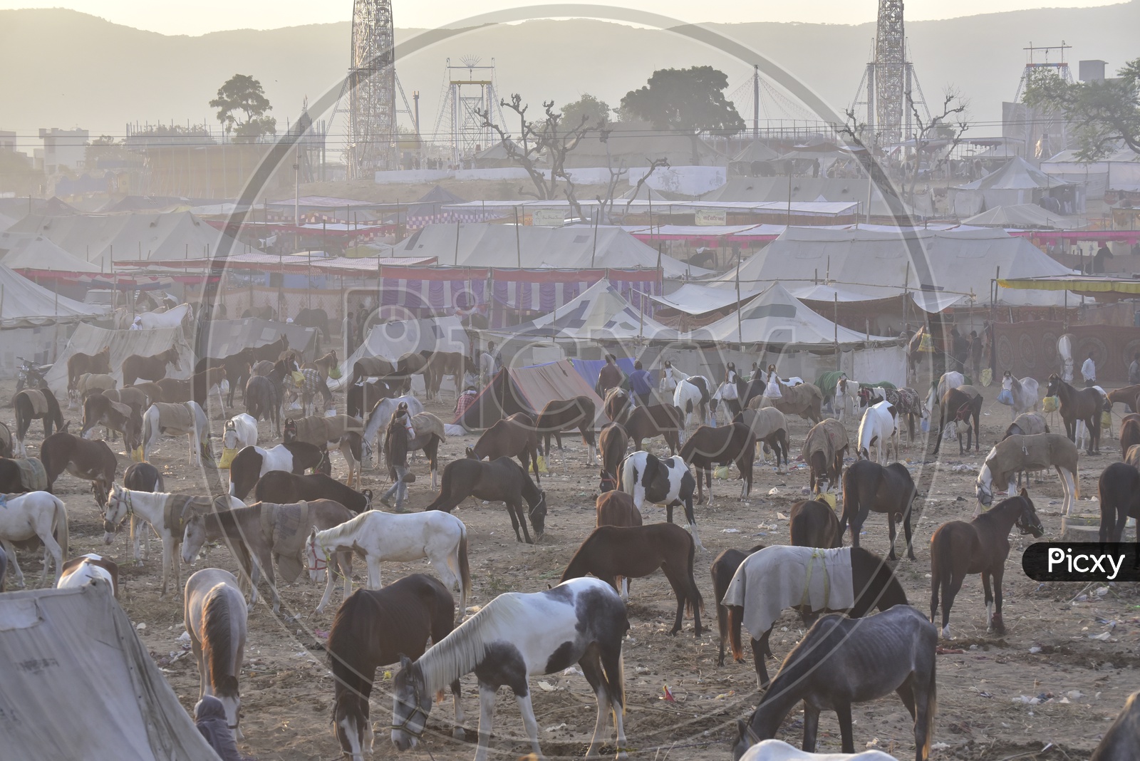 Horses at Pushkar Camel Fair, 2018