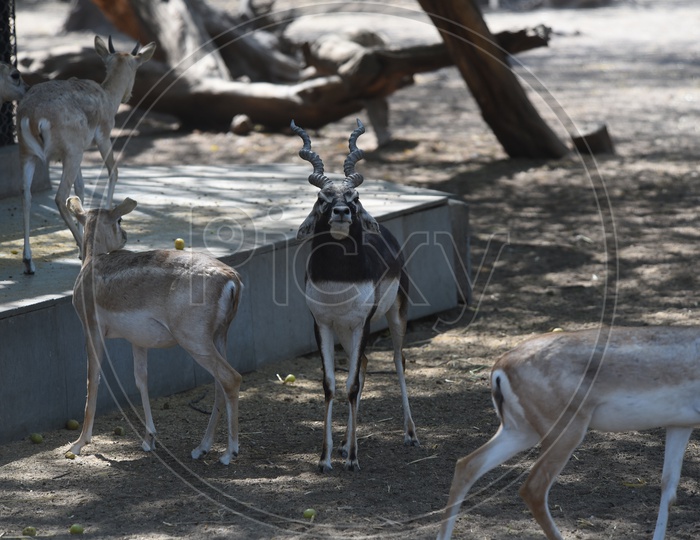 Thomson's gazelle in Delhi Zoo