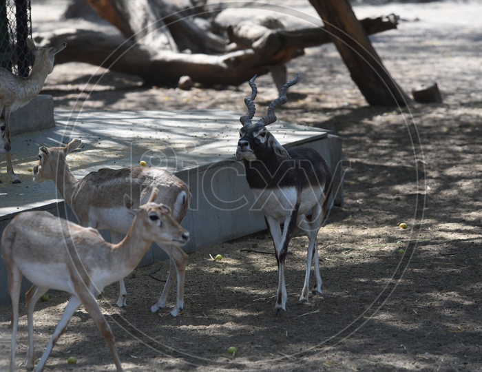 Thomson's gazelle in Delhi Zoo