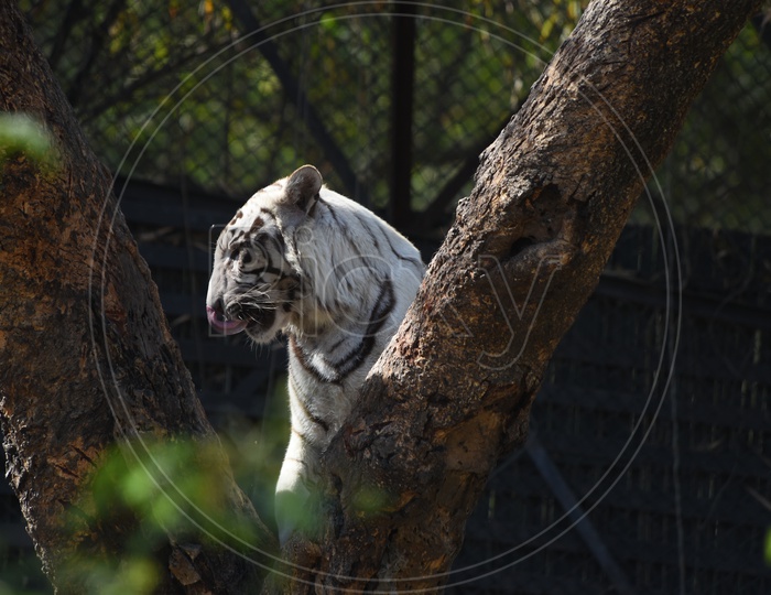 White Bengal Tiger in Delhi Zoo